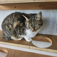 ひらの　ありみちロゴ